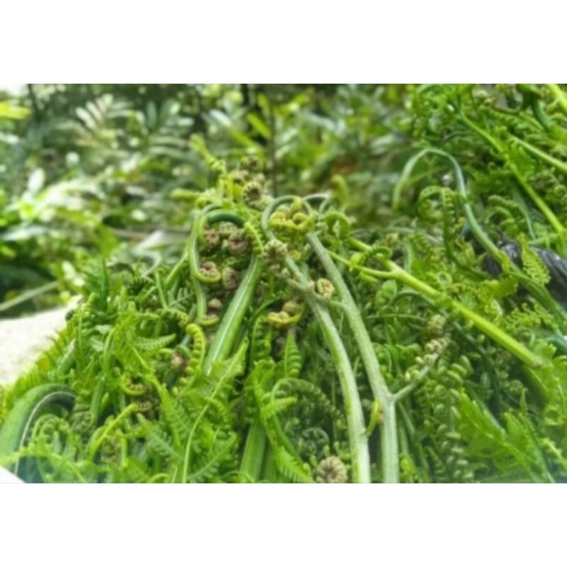 

Pakis sayur frees segar baru di petik 500 gram