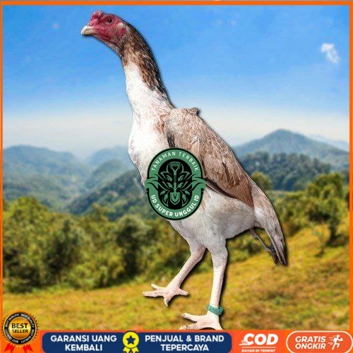 

telur fertil ayam shamo berkualitas super UD_SUPER_UNGGUL_ID