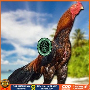 

TELUR BANGKOK RAJA FRESH FERTIL UD_SUPER_UNGGUL_ID