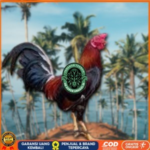 

telur ayam philipin asli AK47 bisa untuk di tetaskan jumbo UD_SUPER_UNGGUL_ID