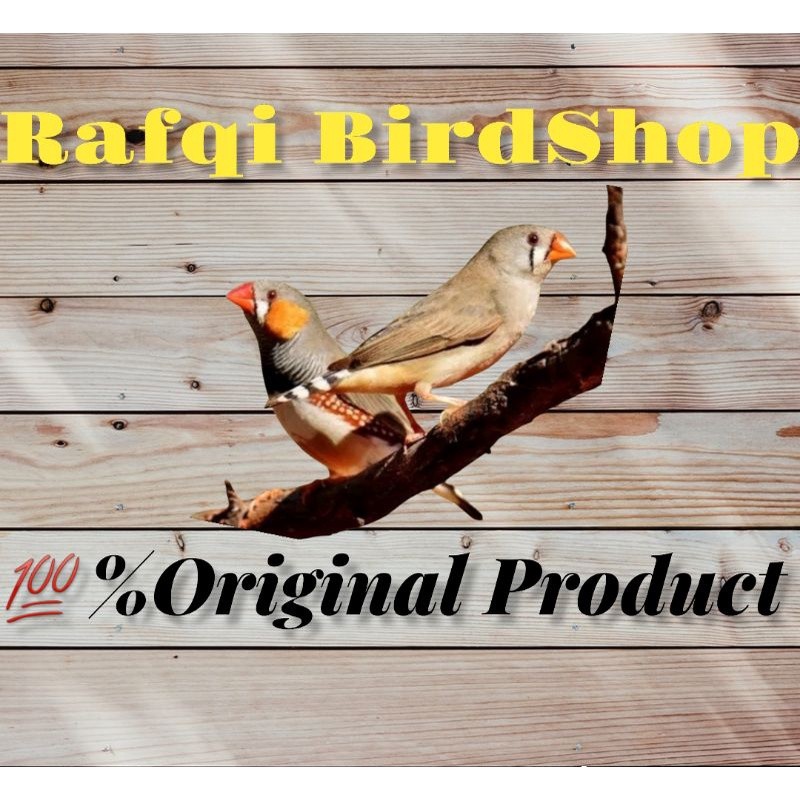 burung zebra finch sepasang jantan betina