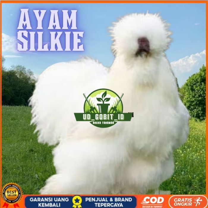 

telur ayam hias silkie bisa untuk di tetaskan original berkualitas UD_GOBIT_ID