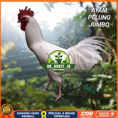 

telur ayam pelung jumbo super bisa untuk di tetaskan UD_GOBIT_ID