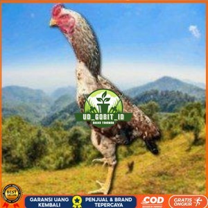 

telur tetas ayam shamo pilihan UD_GOBIT_ID