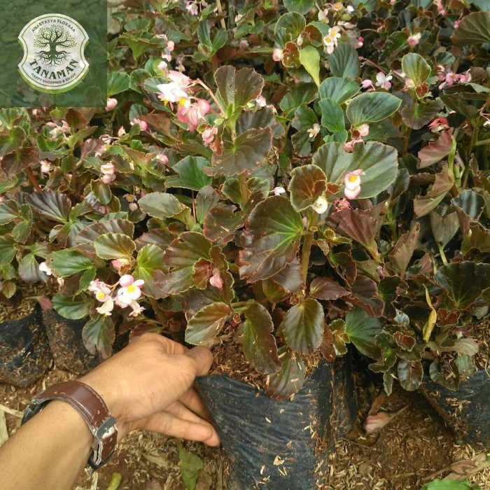 Tanaman Hias Begonia | Tanaman Bunga Begonia