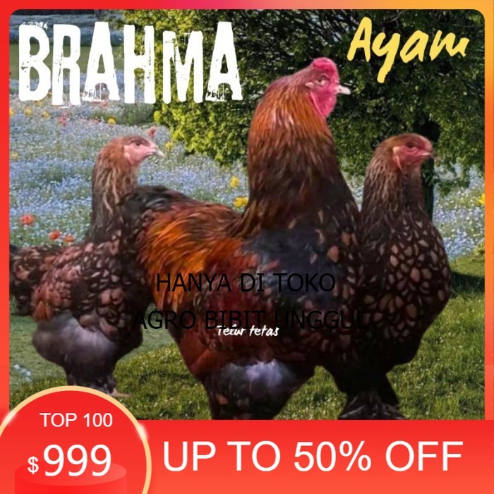 telur ayam brahma siap tetas original berkualitas agro.bibit.unggul