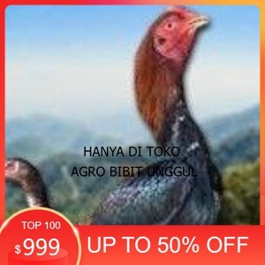 

telur ayam Shamo Eropa Ori (telur fertil) agro.bibit.unggul