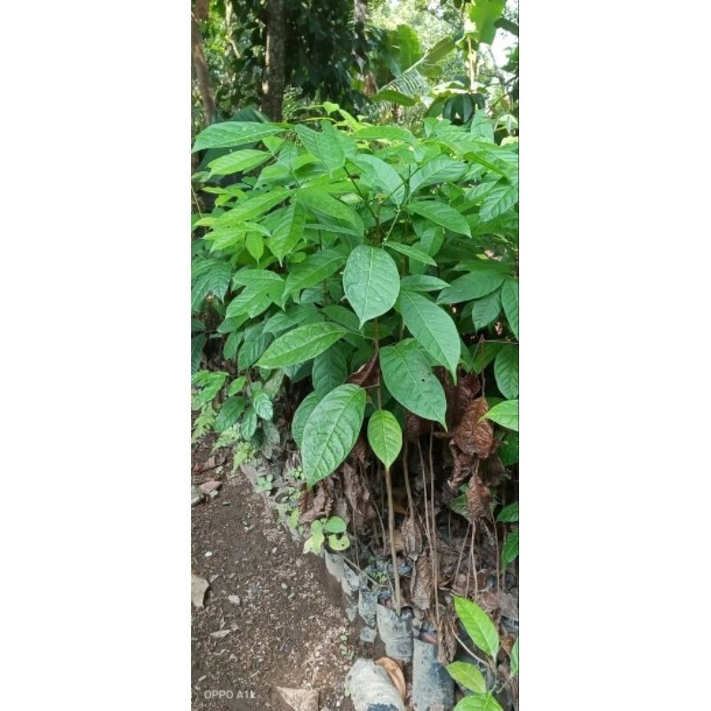 cod BIBIT MAHONI SUPER BIBIT POHON MAHONI UNGGUL CABUTAN SIAP TANAM ,