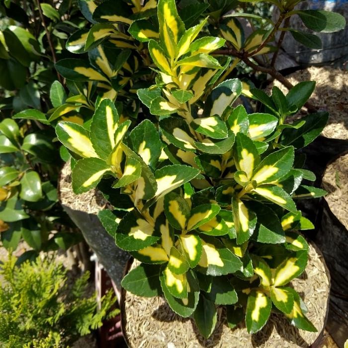 Tanaman Euonymus Japonicus / Fortune Spindle / Havana Hijau