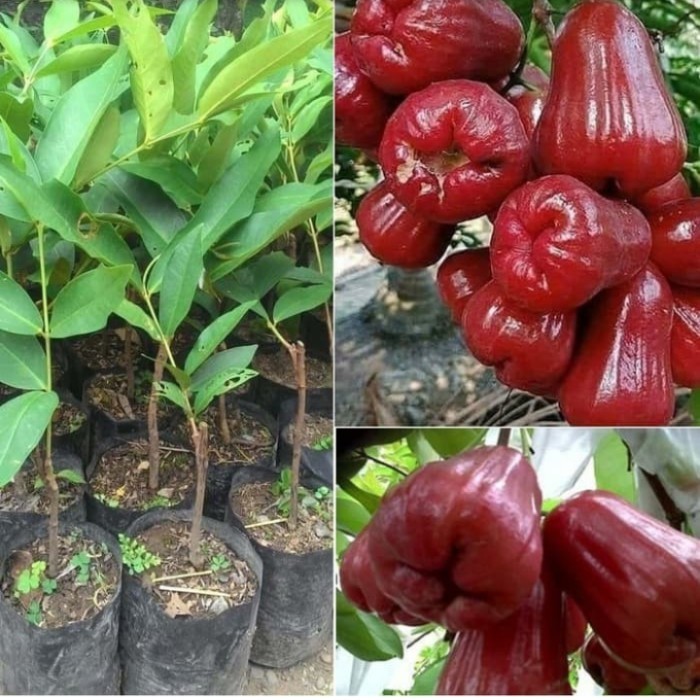 Bibit Tanaman Jambu Air Citra | Jambu Citra Merah
