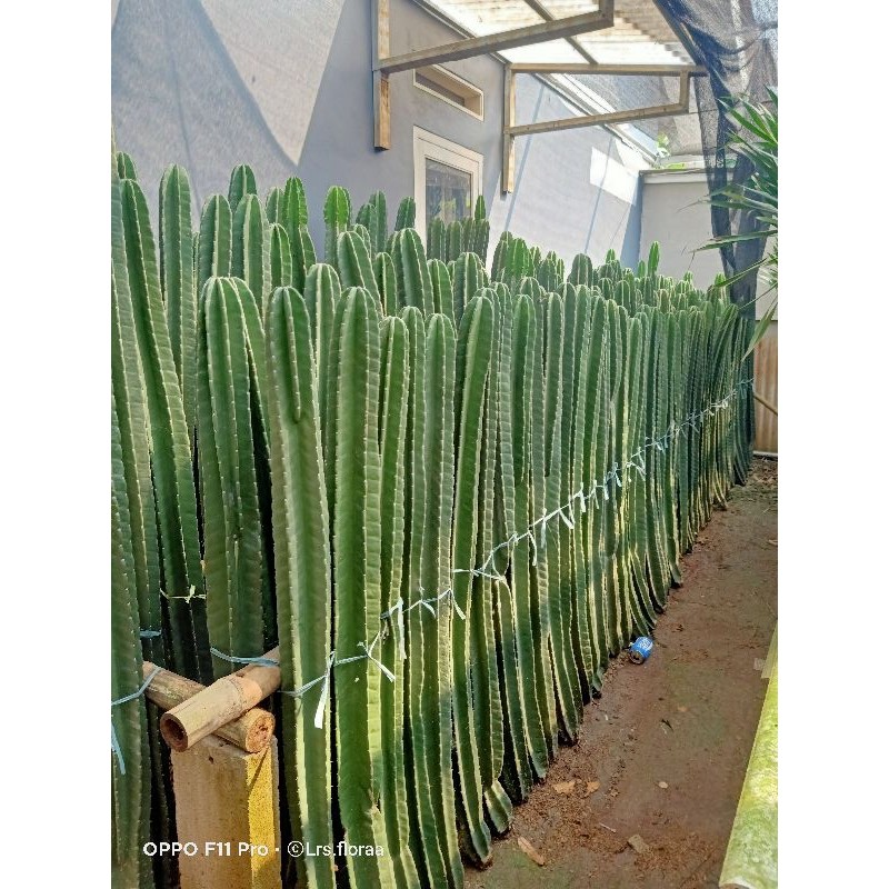 (BISA COD) Tanaman Kaktus Koboi Ukuran 2meter / Pohon Kaktus Koboi Hidup / Tanaman Hias Kaktus Koboi