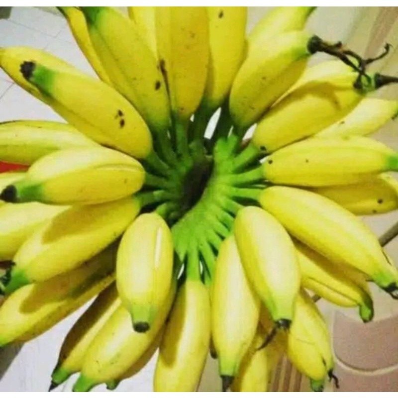 [promo] bibit pisang ulin/Berlin cepat tumbuh dan berbuah berkualitas ukuran 30-80cm