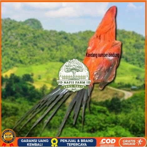 

(TELUR) Bangkok Clasik ekor lidi telur fertill UD NAFII FARM ID