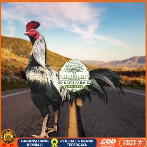 

ayam pama IQ telur fertill UD NAFII FARM ID