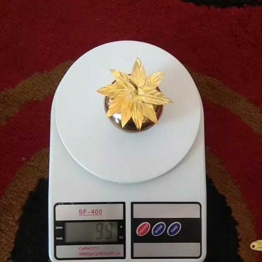 Apel jin turki super daun 3 5 7 9 11