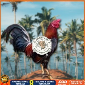 

telur ayam philipin asli AK47 bisa untuk di tetaskan jumbo UD GHANIYY BIBIT ID