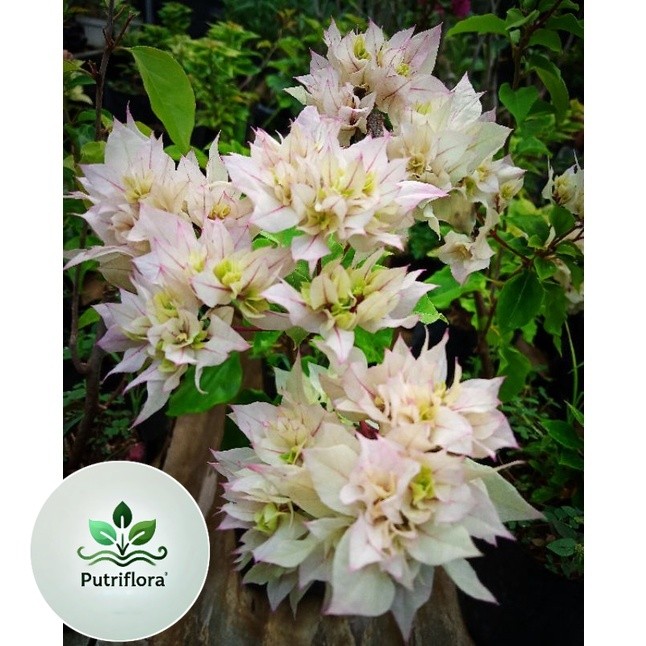 ( PROMO ) Bougenville Hawai Putih, Bougenville Cherry Blossom