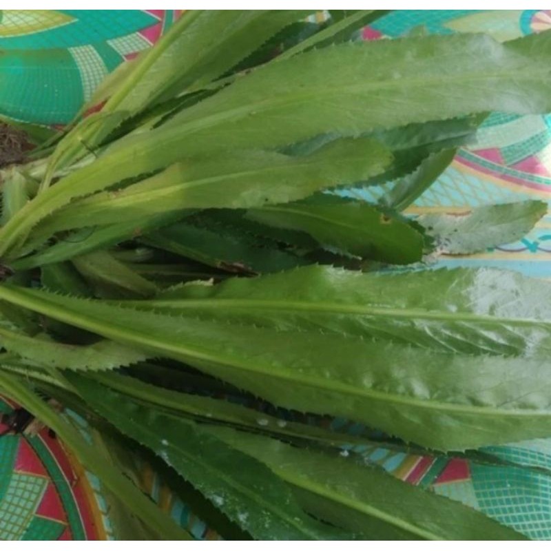 

Promo Daun Walang sangit -segar termurah sudah bersih 500 gram