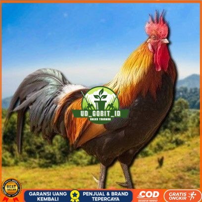 

telur tetas ayam shamo super UD_GOBIT_ID