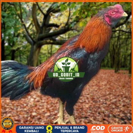 

Telur Ayam Pakhoy Full Brakot Vertil Siap Di Tetaskan Jaminan Super Oiginaal Bergaransi UD_GOBIT_ID