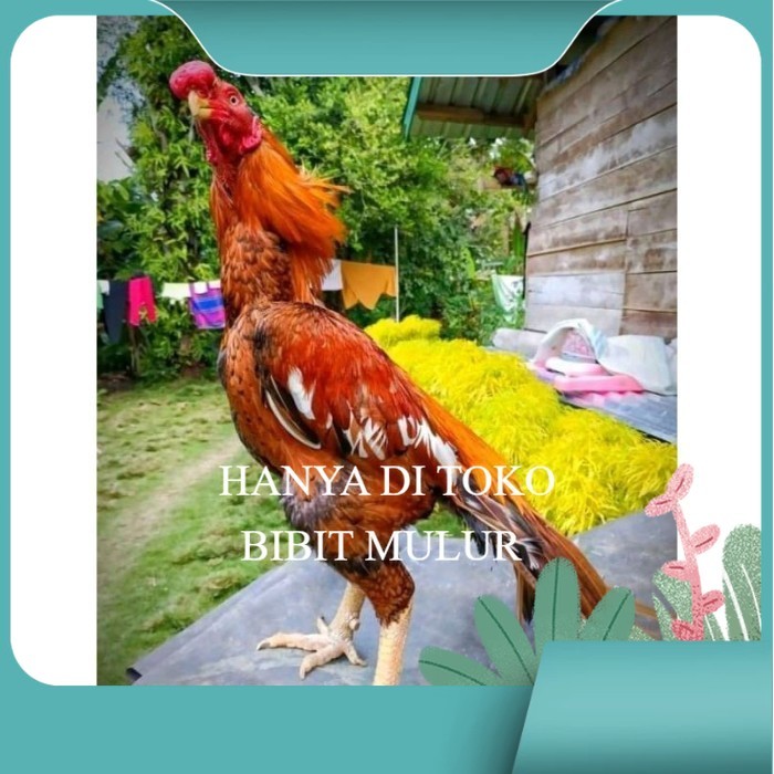 

TELUR ASEL PUKUL LARI INDUK JUARA.. PROMO original berkualitas