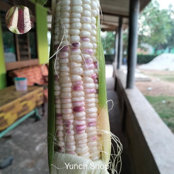 

NEW SALE!~ [Terlaris] Jagung Ketan / pulut 1 kg