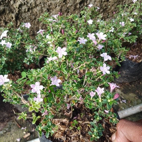 BUNGA SERIBU BINTANG MIKRO - Tanaman Hias Seribu Bintang Mikro ( Bahan Buat Bonsai )