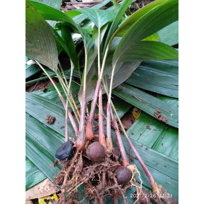 BIBIT SALAK CABUTAN PERBIJI / BIBIT BUAH SALAK PONDOH PROMO TERMURAH