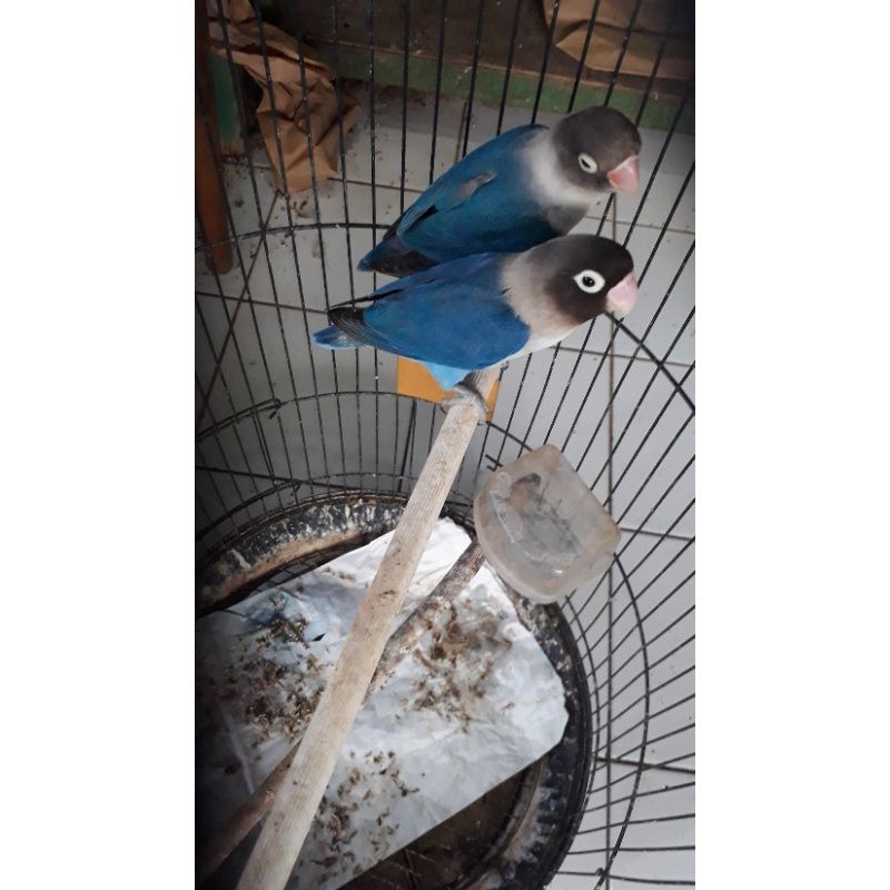 burung lovebird mangsi sepasang jantan betina