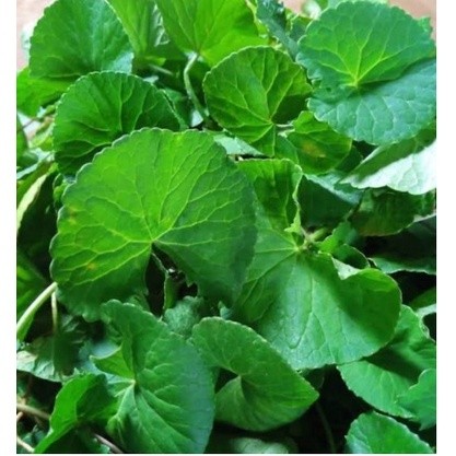 

DAUN ANTANAN /DAUN PEGAGAN SEGAR 500gram