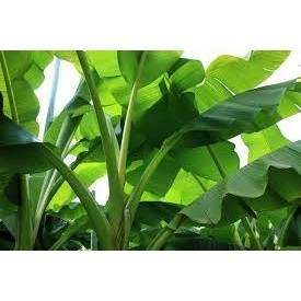 

Jual Daun Pisang 1 KG