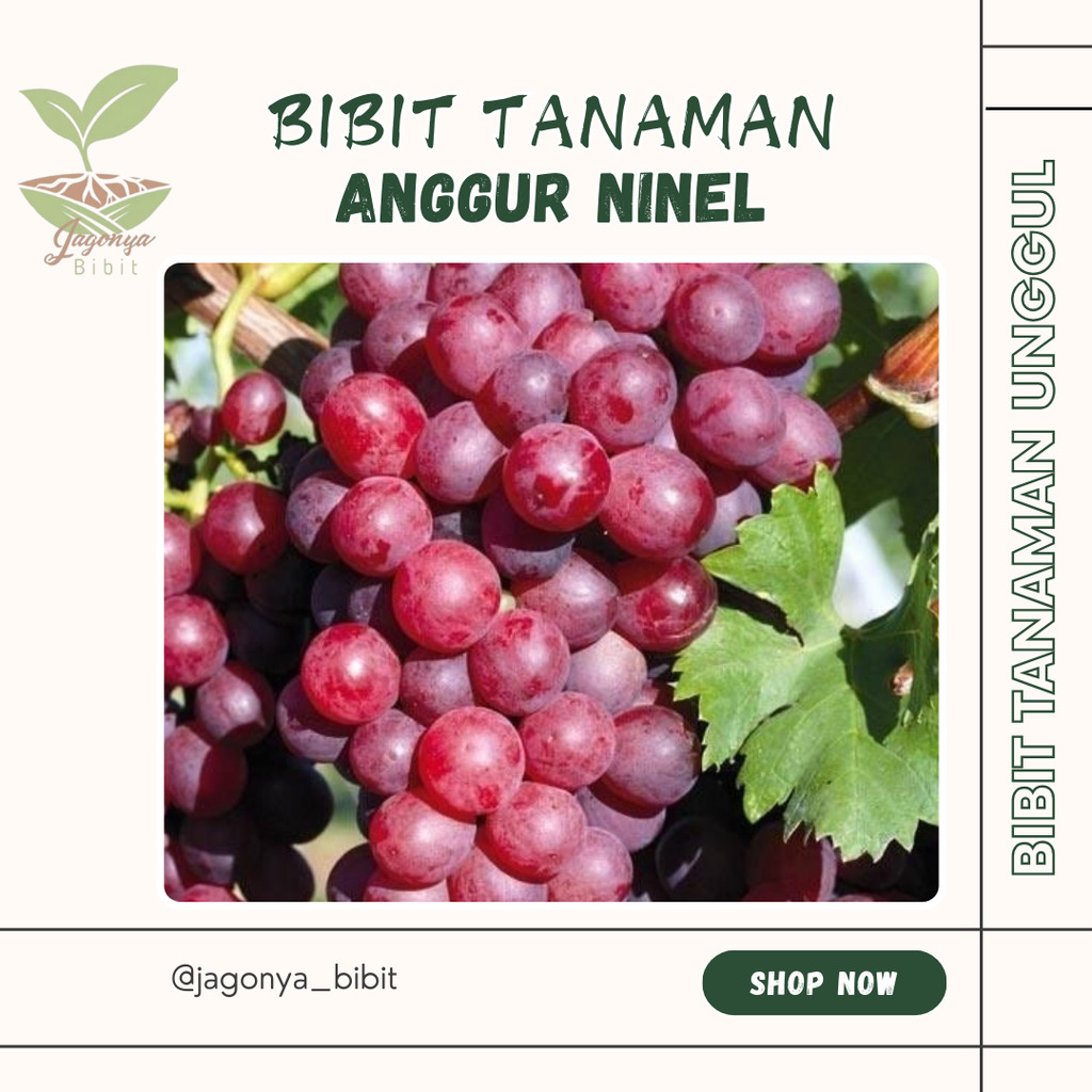 

Bibit Anggur Import Ninel Grafting