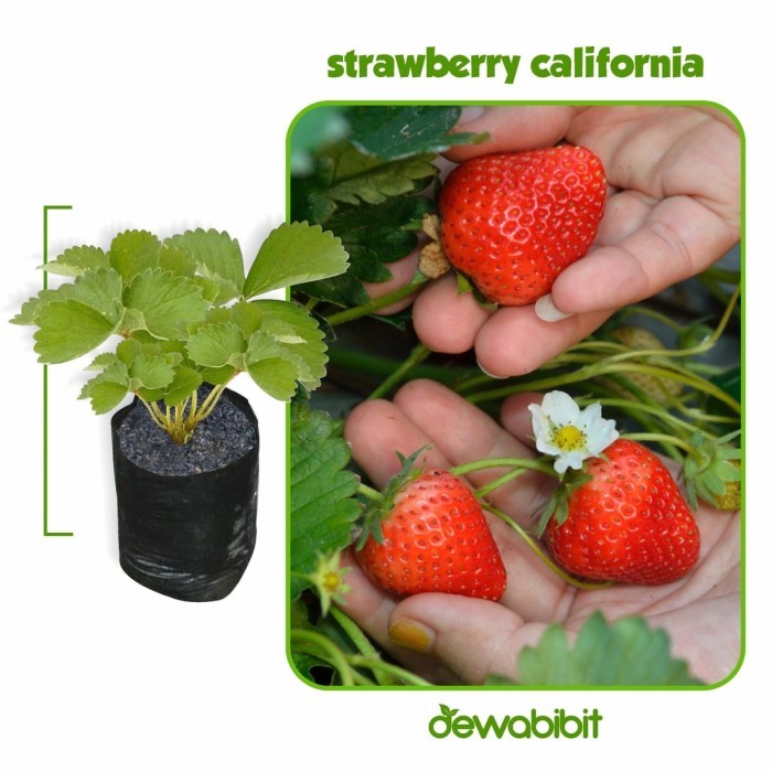 Bibit Strawberry California/Pohon Strawberry California/Murah