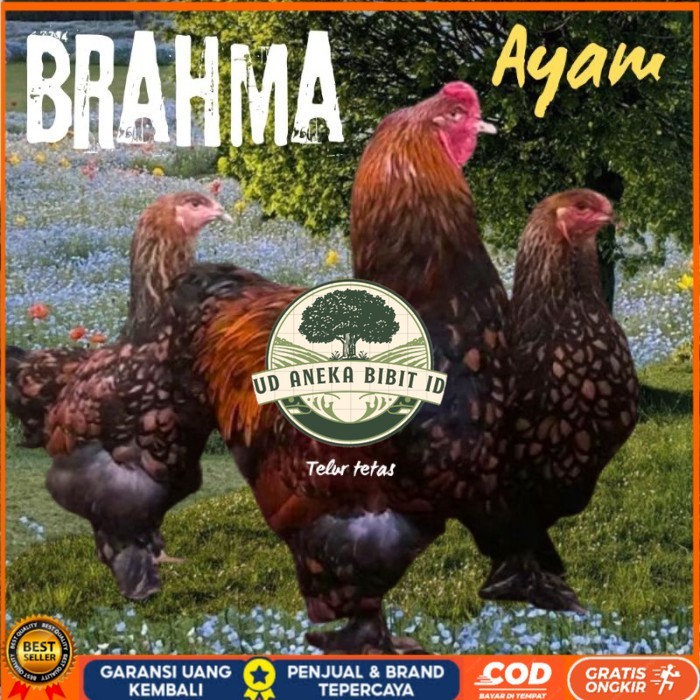 

telur ayam brahma siap tetas original berkualitas UD ANEKA BIBIT ID