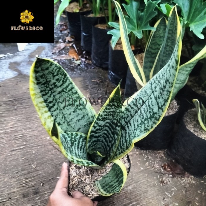 Tanaman hias sensivera superba