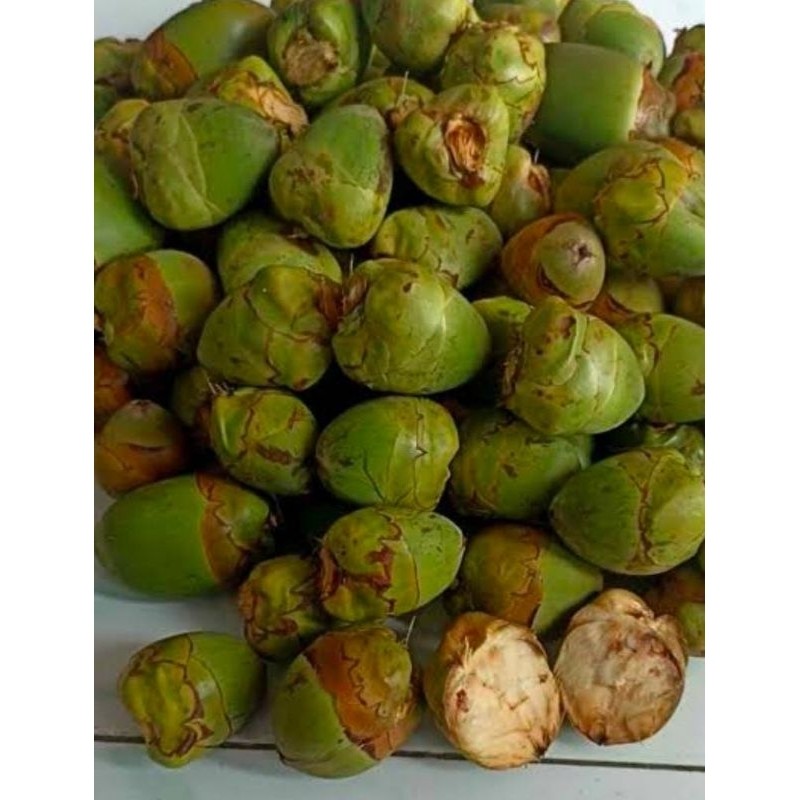 

[COD] Bululuk Tembuluk Kelapa Muda 10 Buah Segar Obat Herbal Tradisional Diabetes