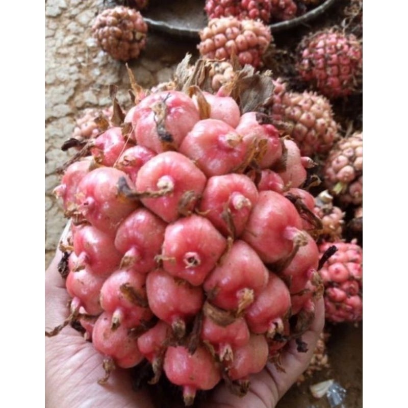 

Buah honje segar Super murah per 1 kilo