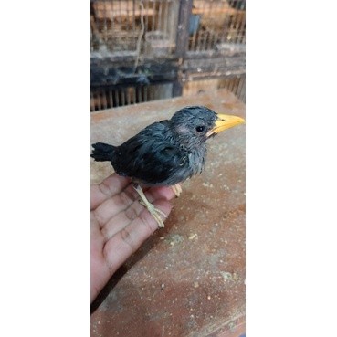 burung jalak rio rio anakan lolohan