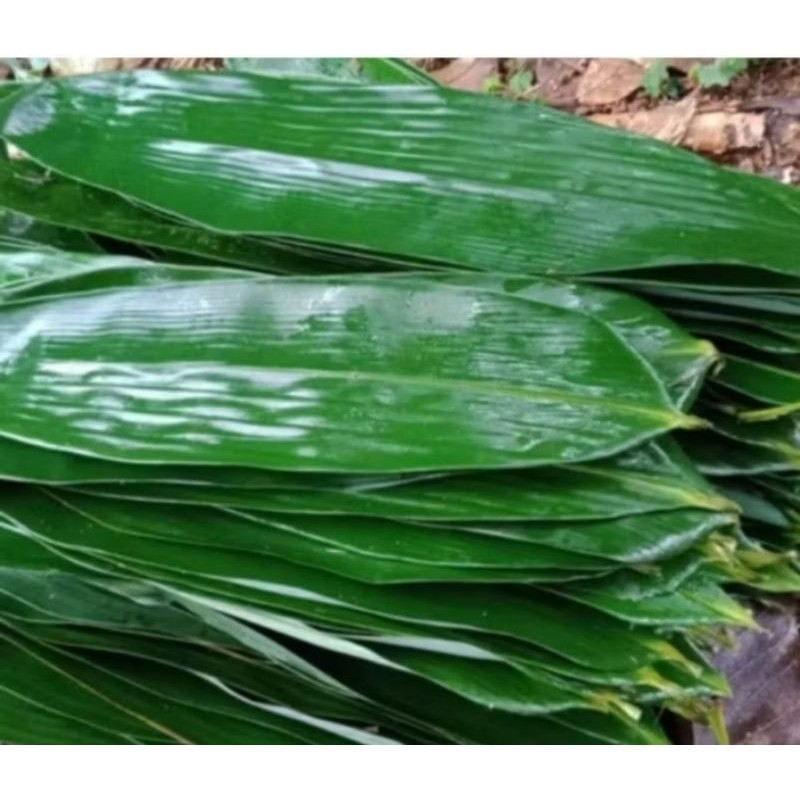 

100 Lembar DAUN BAMBu Segar jumbo Untuk bakcang bacang kicang TERLARIS