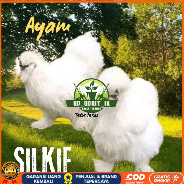 

telur ayam silkie original bisa untuk di tetaskan original berkualitas UD_GOBIT_ID