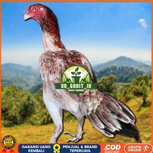 

telur ayam shamo eropa bisa untuk di tetaskan UD_GOBIT_ID
