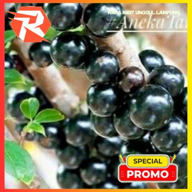 BIBIT ANGGUR BATANG BRAZIL/ANGGUR JABOTICABA CANGKOK