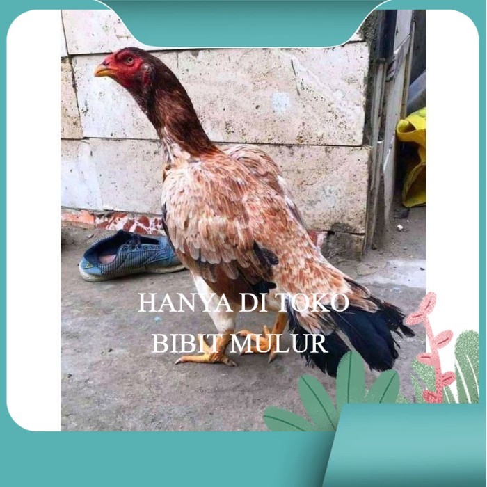 telur ayam aseel madras original berkualitas
