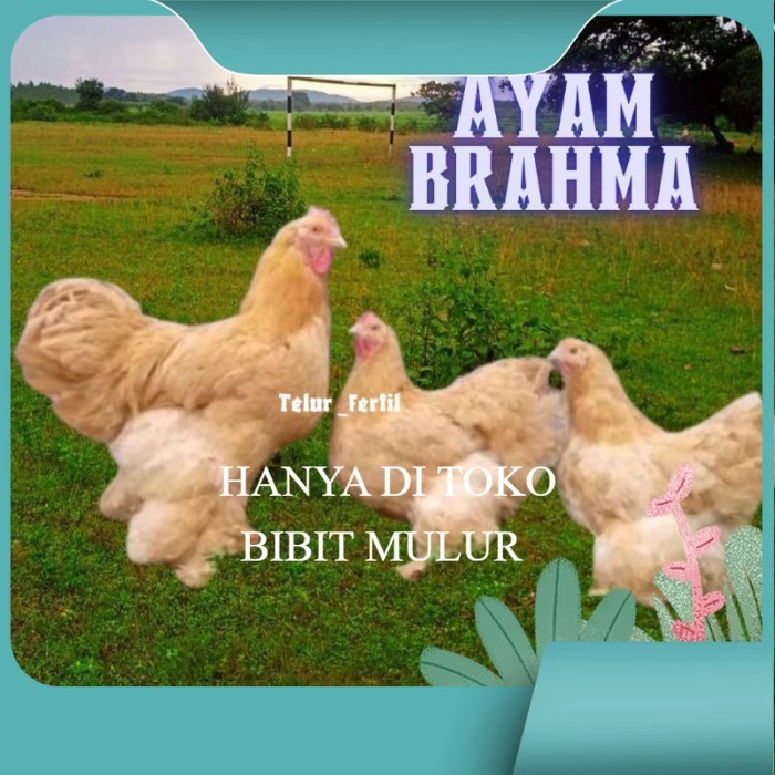 

2pcs telur ayam brahma asli bisa untuk di tetaskan original berkualitas