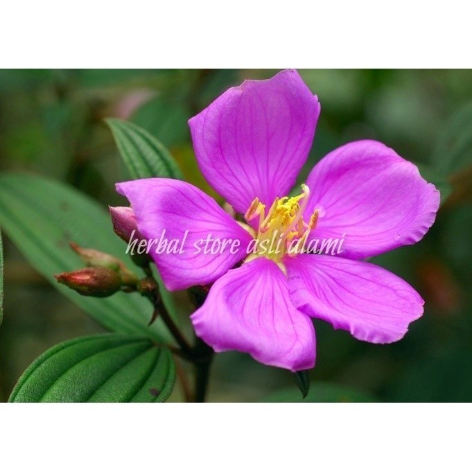 

herbal bunga senggani/bunga harendong segar (karamunting)