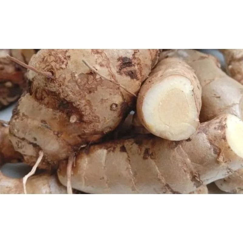 

NEW TEMU PUTIH KUNYIT PUTIH HERBAL FRESH 1KG kualitas premium A.J