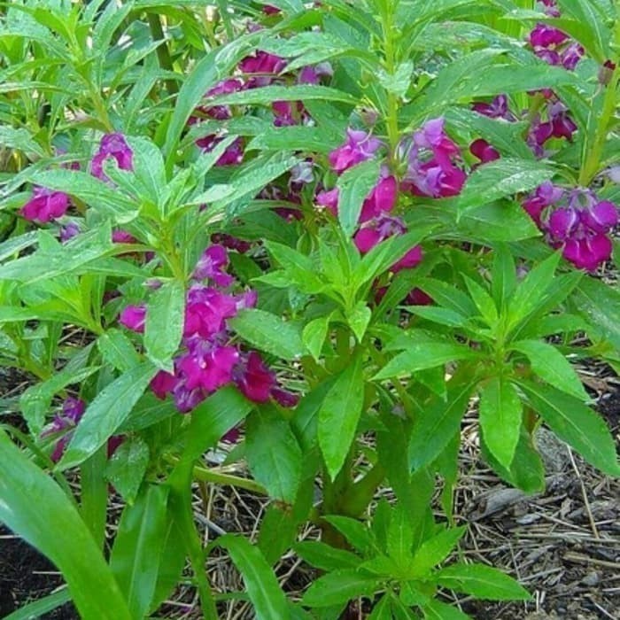 

New Promo Daun Pacar Air Segar 250 gram alami kualitas premium