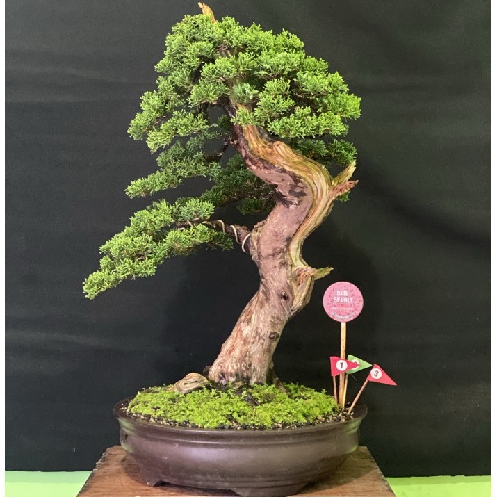 Bonsai cemara sargenti juara (itoigawa original)