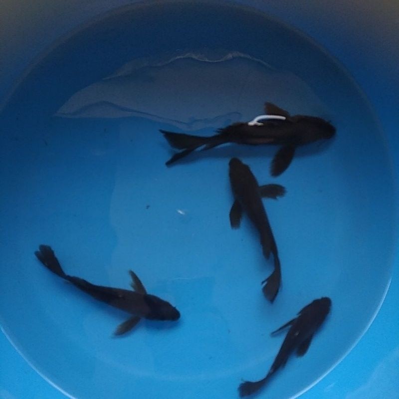 karasu kumpay blitar size 12 -15 cm