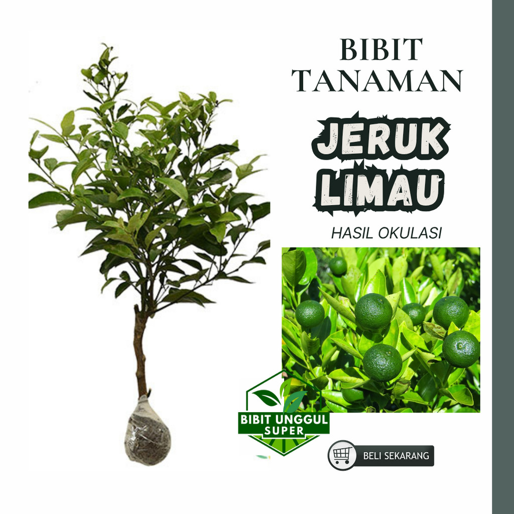 Bibit Jeruk Limau/jeruk sambal jeruk sambal atau jeruk limau